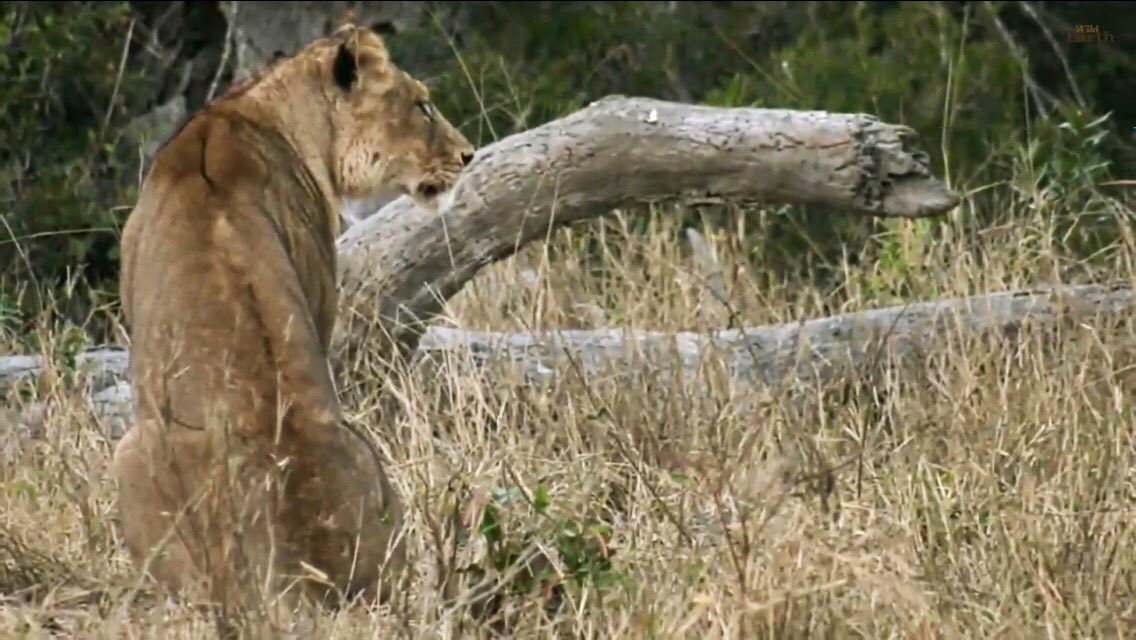 IsaBe11940's tweet image. Glad they keep fighting 🙏 #wildearth