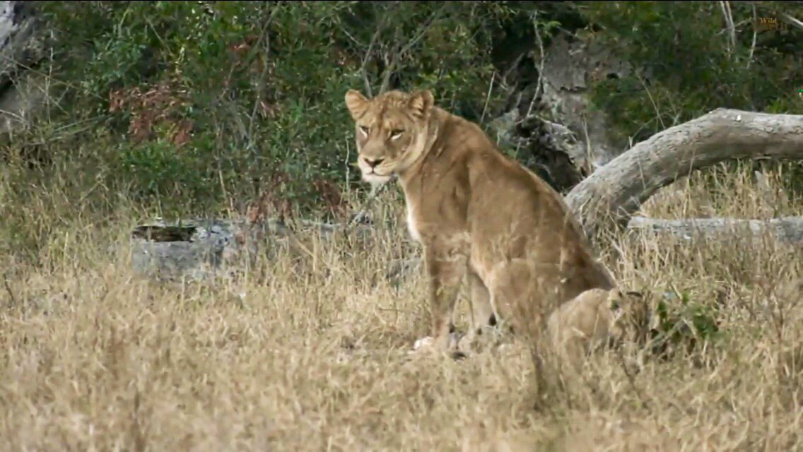 IsaBe11940's tweet image. Glad they keep fighting 🙏 #wildearth