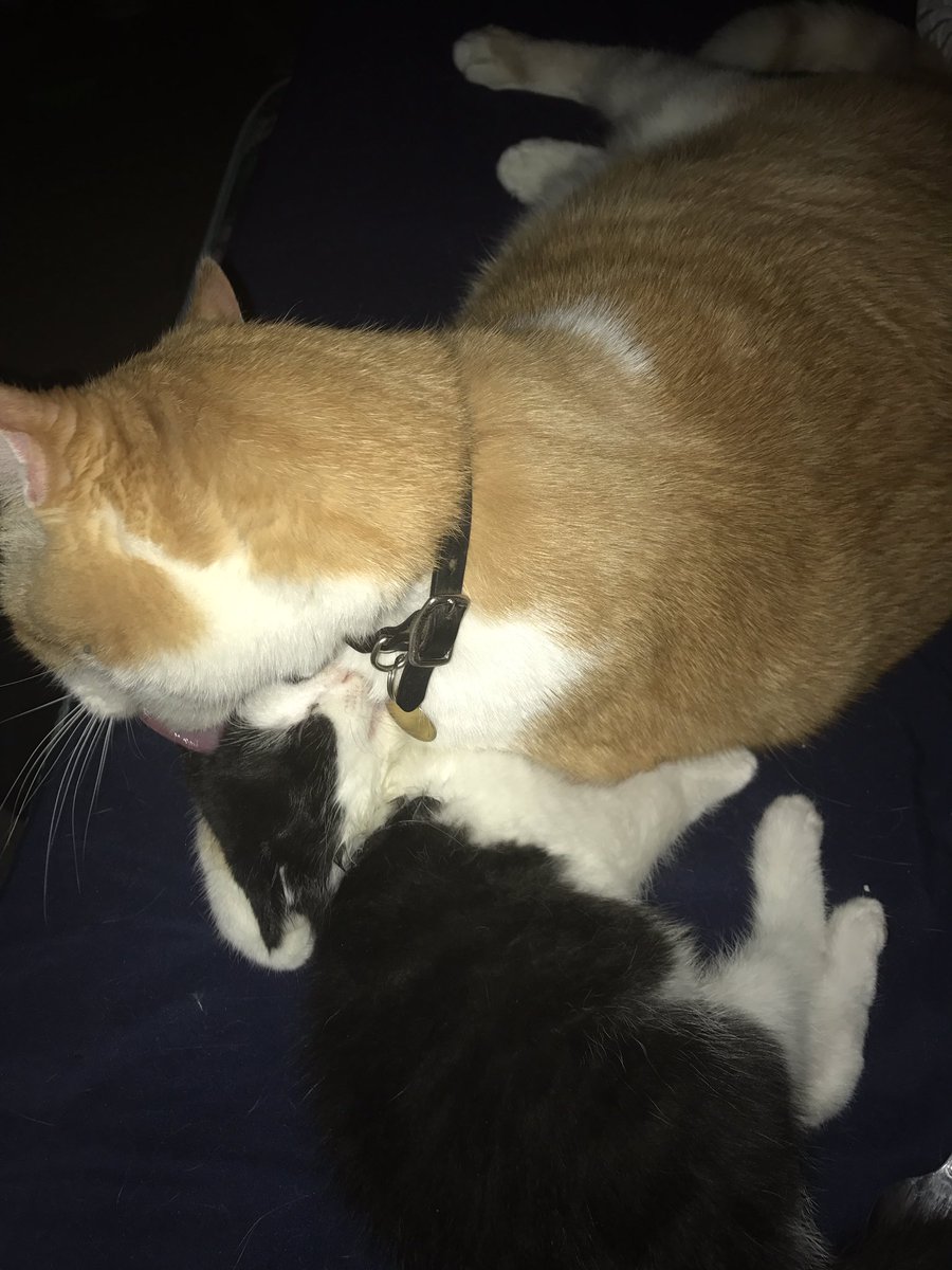 He's always spent most of his waking hours grooming himself, so he was super psyched to have someone else to groom. Even if the babies weren't always patient when they had to wait for their turn.