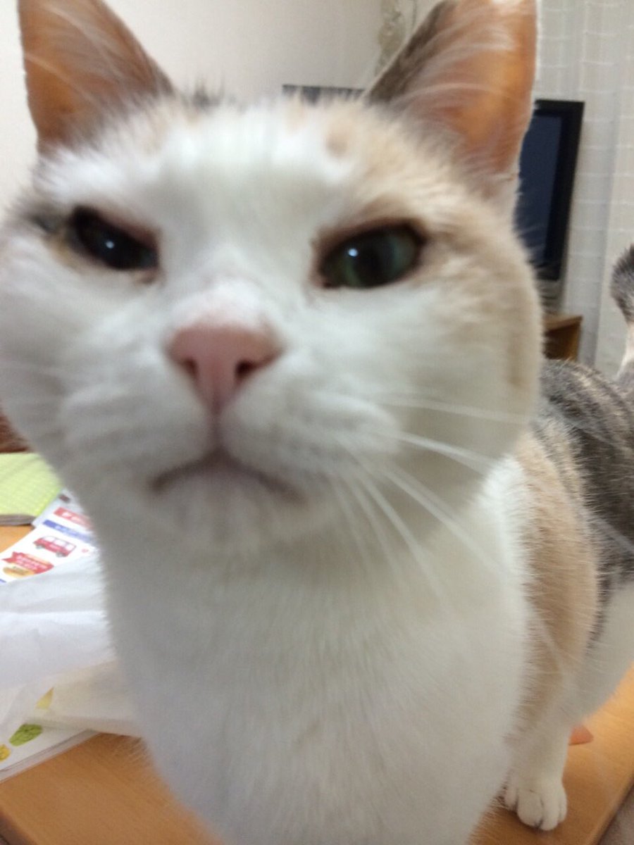 かたやま Katayama 8 Twitter