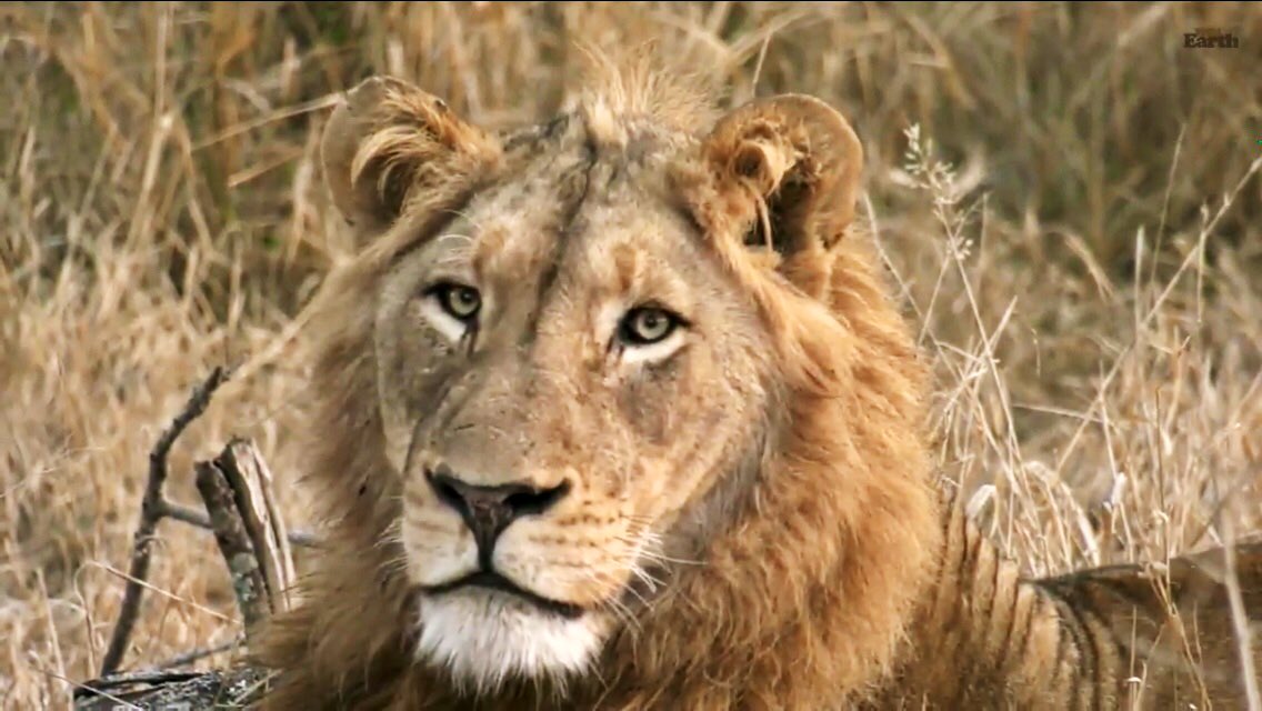 IsaBe11940's tweet image. He’s hungry 😔 #wildearth