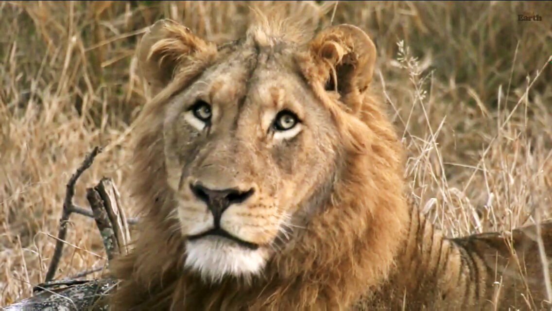 IsaBe11940's tweet image. He’s hungry 😔 #wildearth