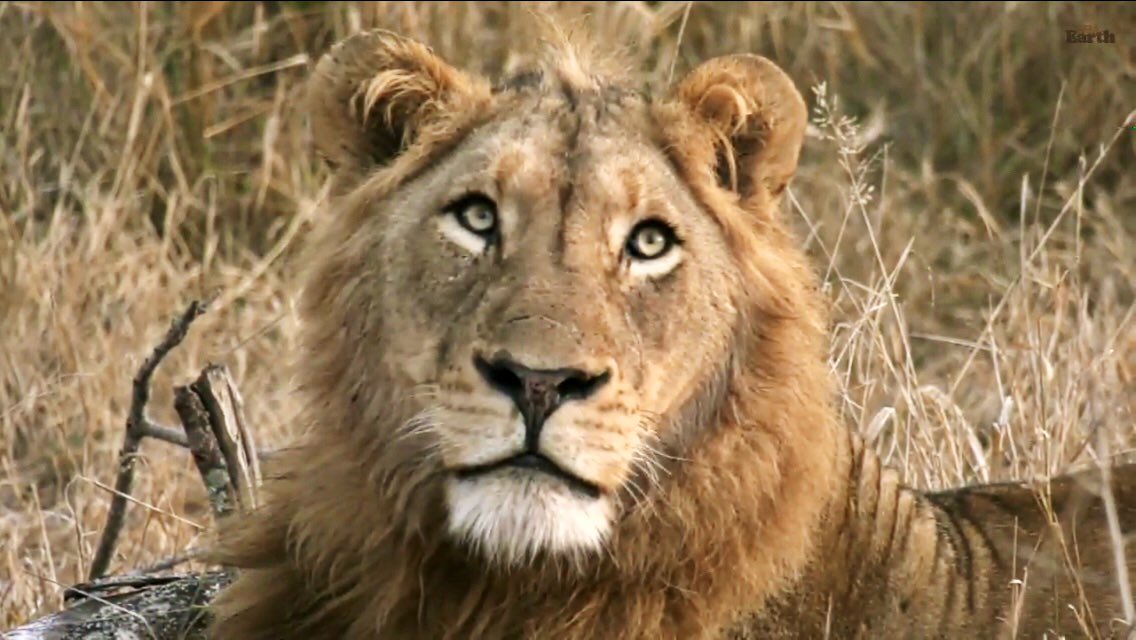 IsaBe11940's tweet image. He’s hungry 😔 #wildearth