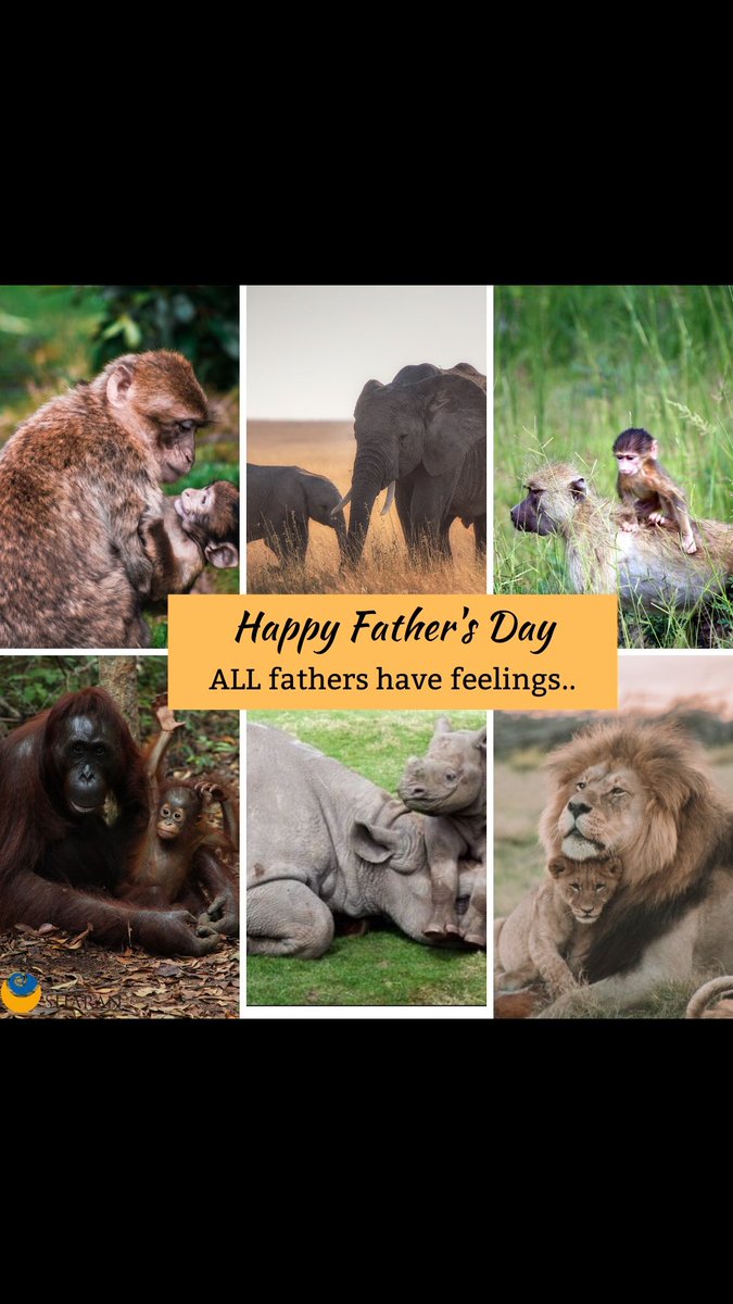 sharan_india's tweet photo. Happy Father's day (All fathers have feelings)

#SHARAN
#SHARANIndia #BuildingACultureofHealth 
#Happyfathersday #HappyFathersDay2020 #FathersDay #animalfathers #AnimalRights #animallivesmattertoo #plantbased #vegan #AnimalLiberation https://t.co/cOiD08TwBc