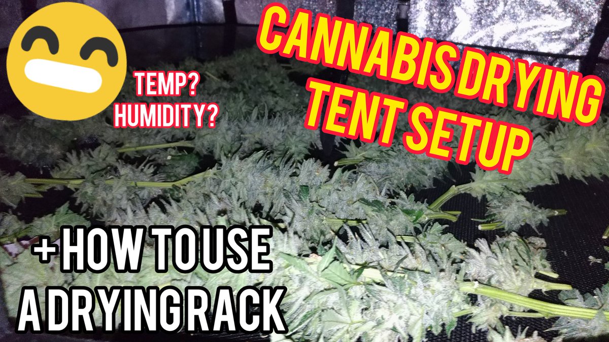 Cannabis Drying Tent Setup ⬇️
youtu.be/Un2uj3fmlac