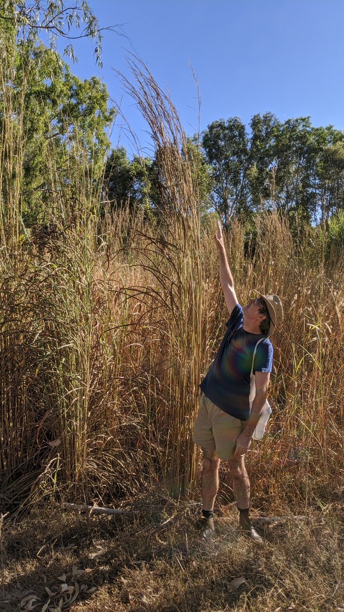 EnvCollectCDU's tweet photo. Steve from @TerritoryNRM  demonstrating the height of Gamba! Sad to see it in the reserve... https://t.co/ShVPC2pUjA