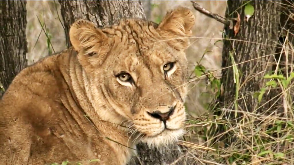 IsaBe11940's tweet image. Pretty eyes ~ #wildearth