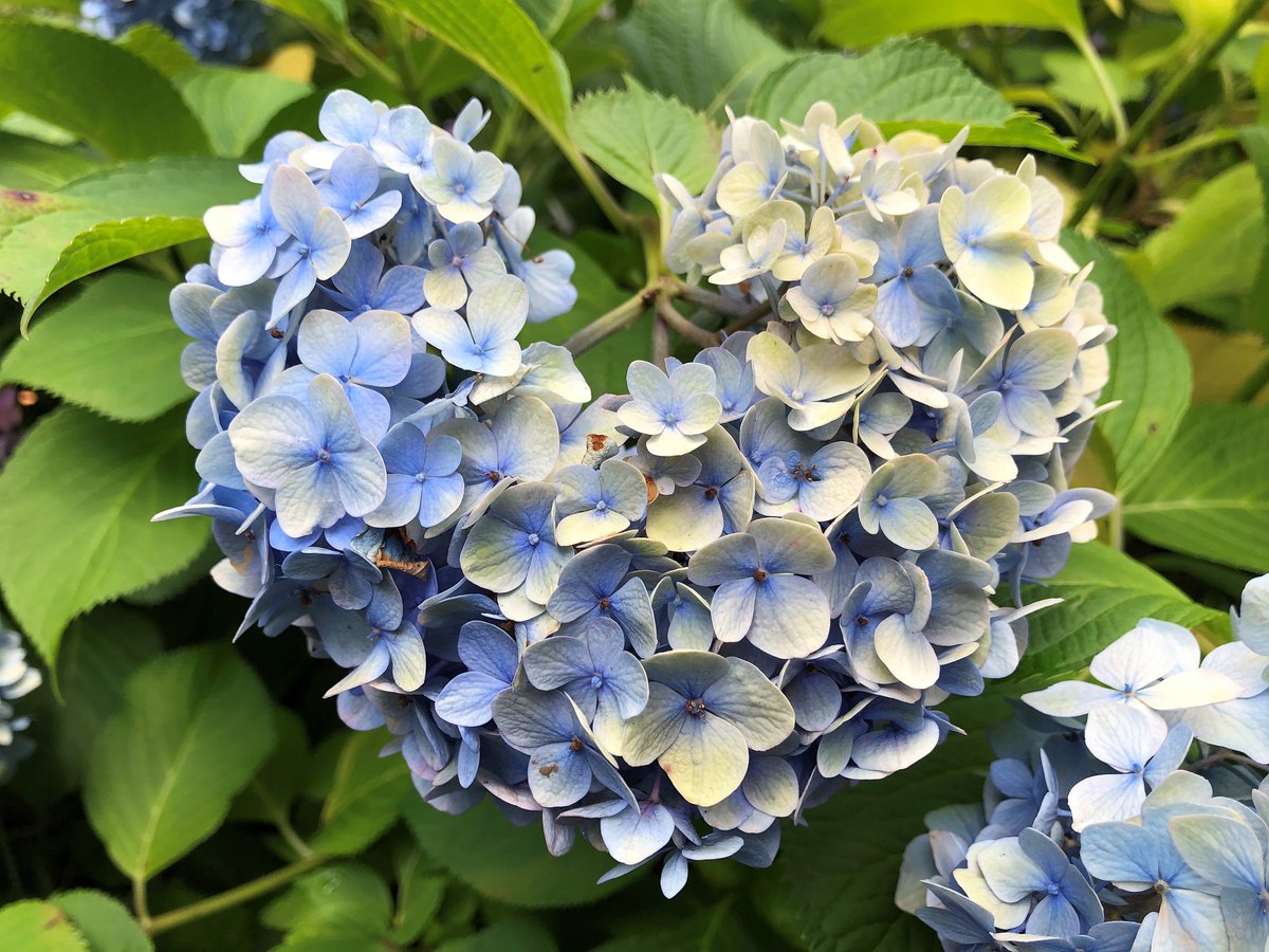 印刷可能 待ち受け ハート 紫陽花 画像 虹