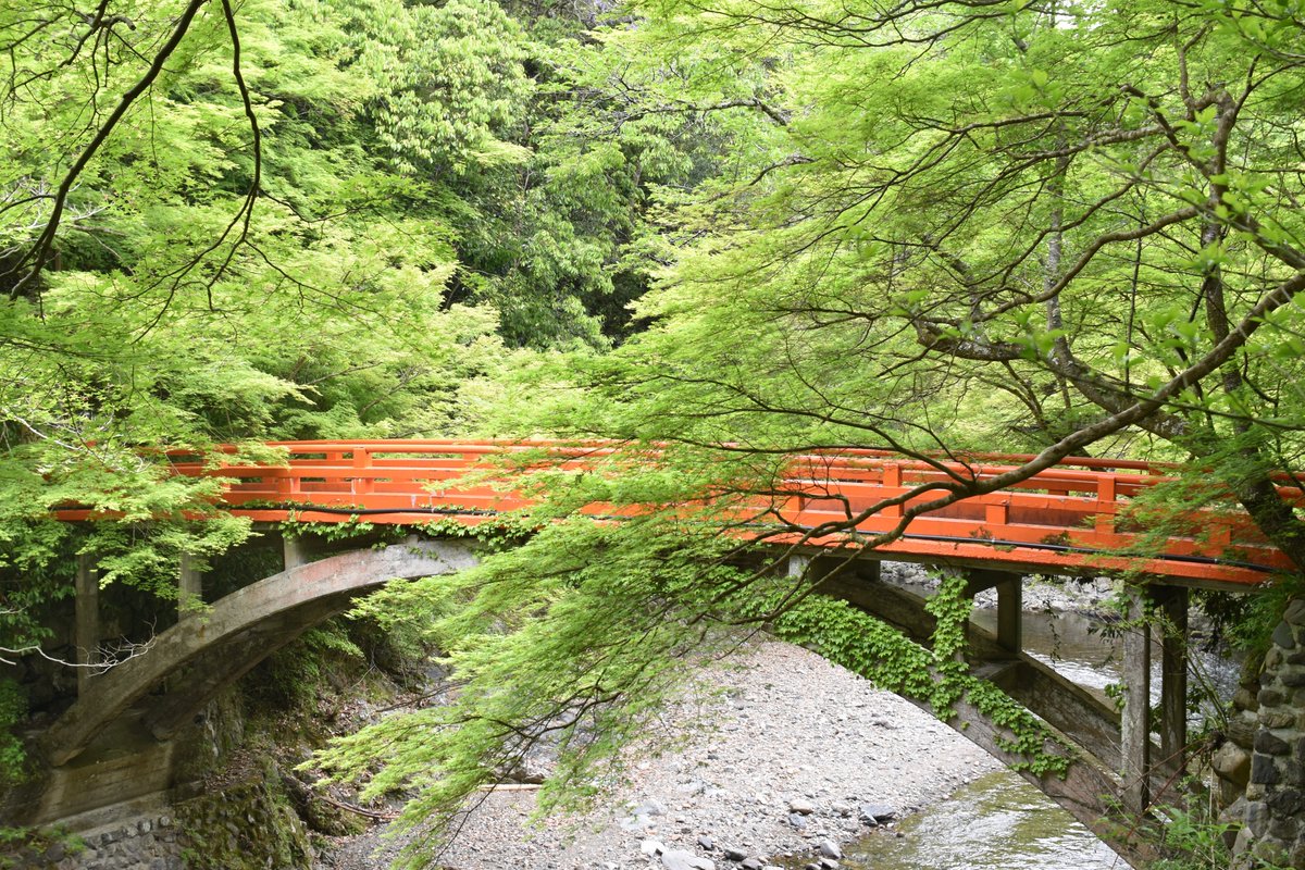 imagegraph2020's tweet photo. #Kyoto #forest #orangebridge https://t.co/ehLppk56gZ
