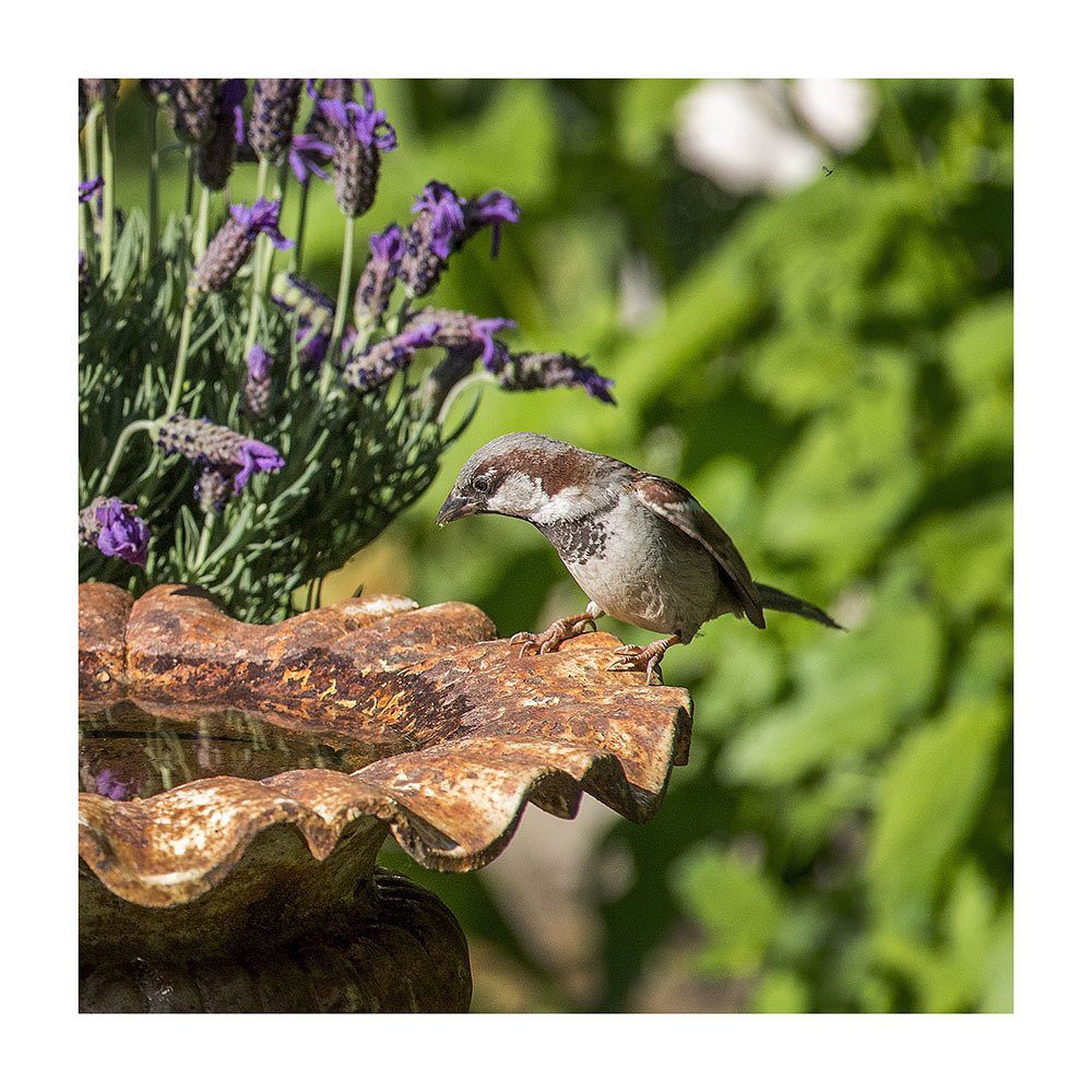 Zomer. Klein geluk in de eigen achtertuin. #tiel #vogelspotten