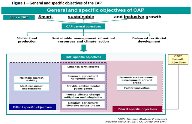 12/ The CAP 2014–2020 has 2 pillars:1. European Agricultural Guarantee Fund (EAGF) by providing income&market support. 2. Rural development policy financed through the European Agricultural Fund for Rural Development (EAFRD). EU CAP,  https://www.europarl.europa.eu/RegData/etudes/STUD/2018/603862/EXPO_STU(2018)603862_EN.pdf