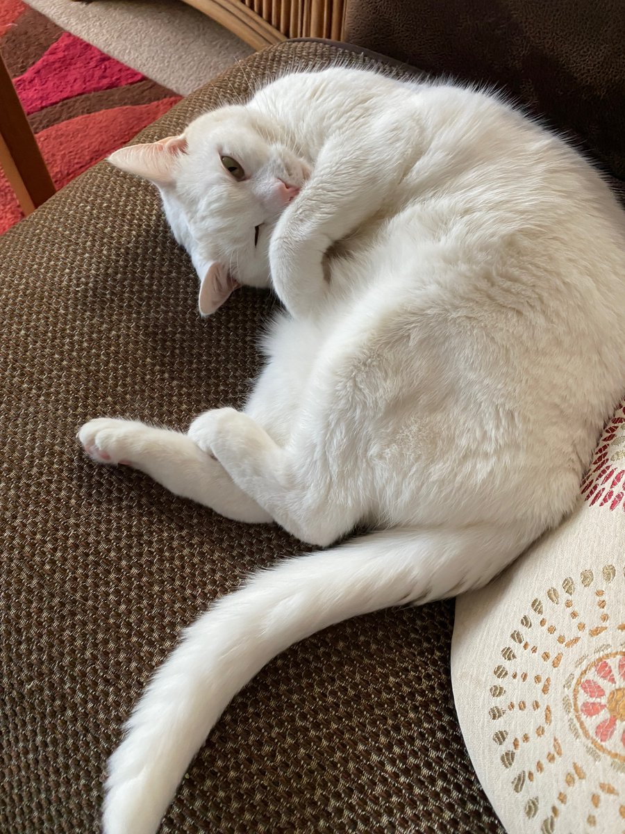 AndyR's tweet photo. @SusanCalman Yuki Moon. Butter wouldn't melt https://t.co/J2wHeZyytl