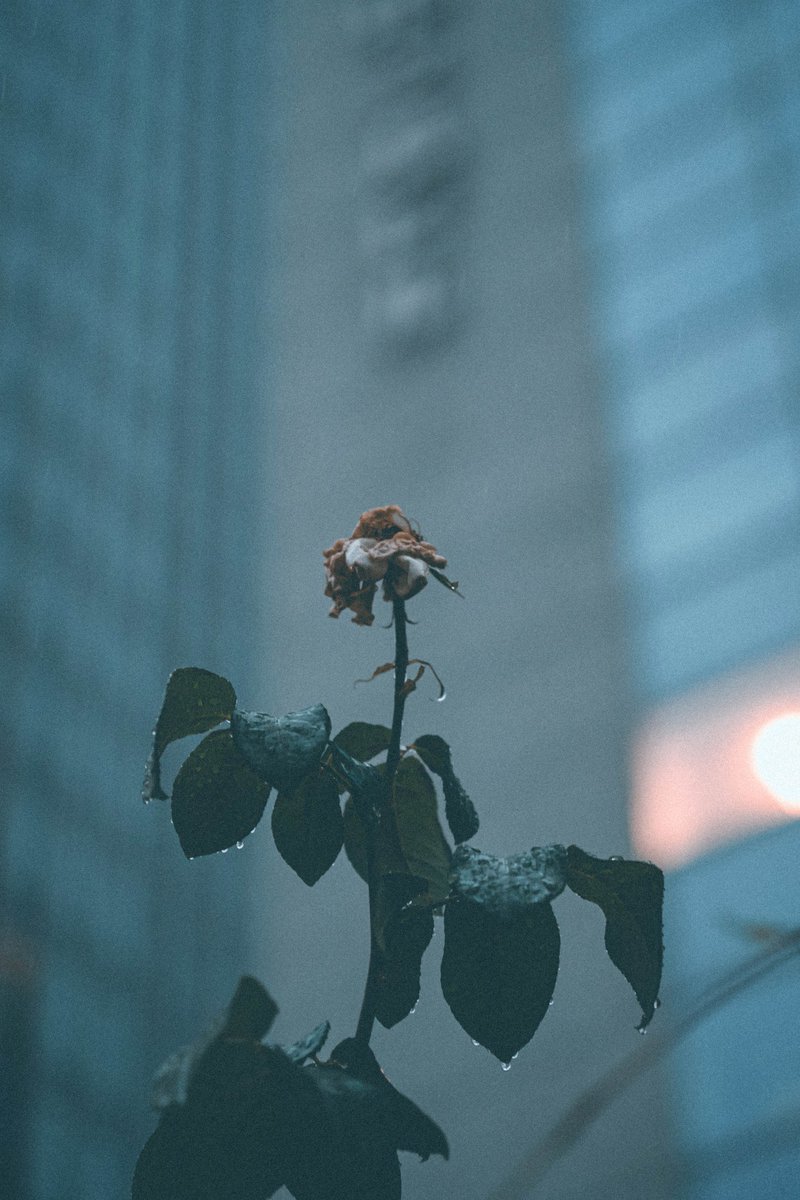 nichi_iro's tweet photo. 雨と花の日々 https://t.co/NxW1poOifW