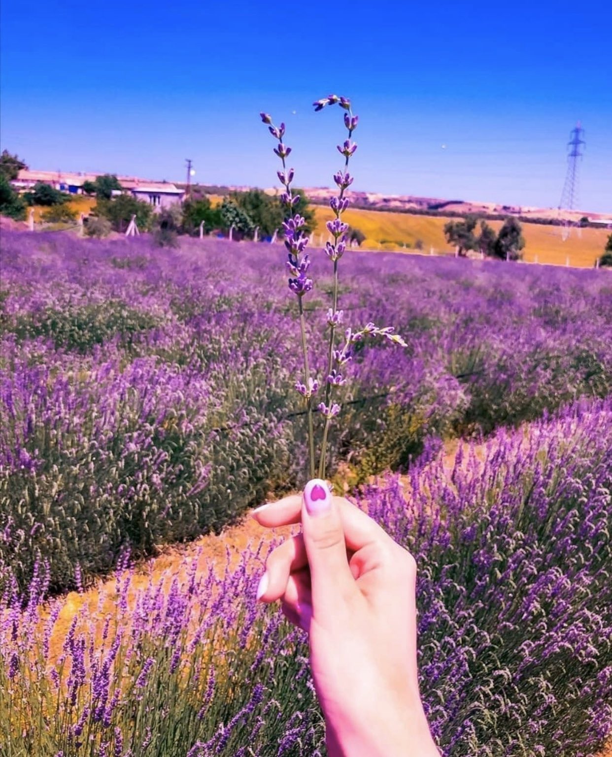 Lavanta Kokulu Kelebekler