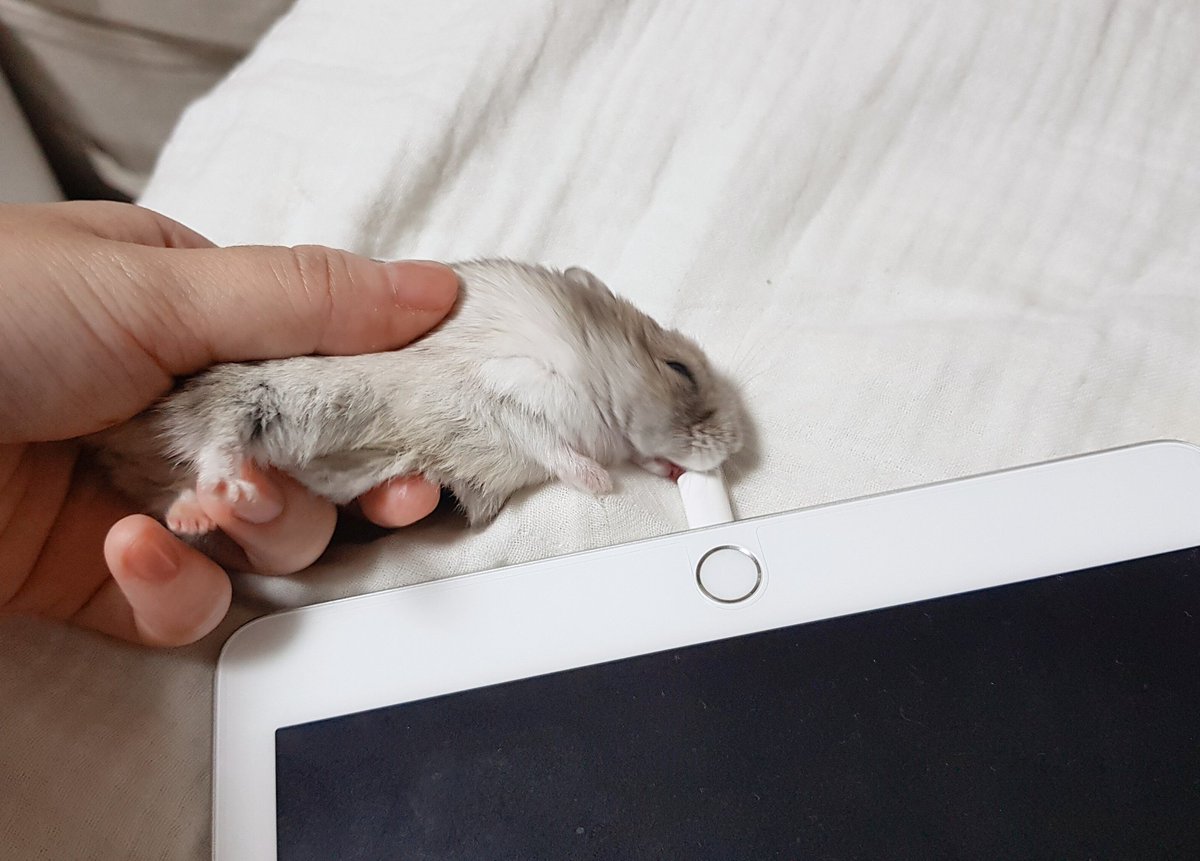 앙버터다쿠아즈🥞 tweet media