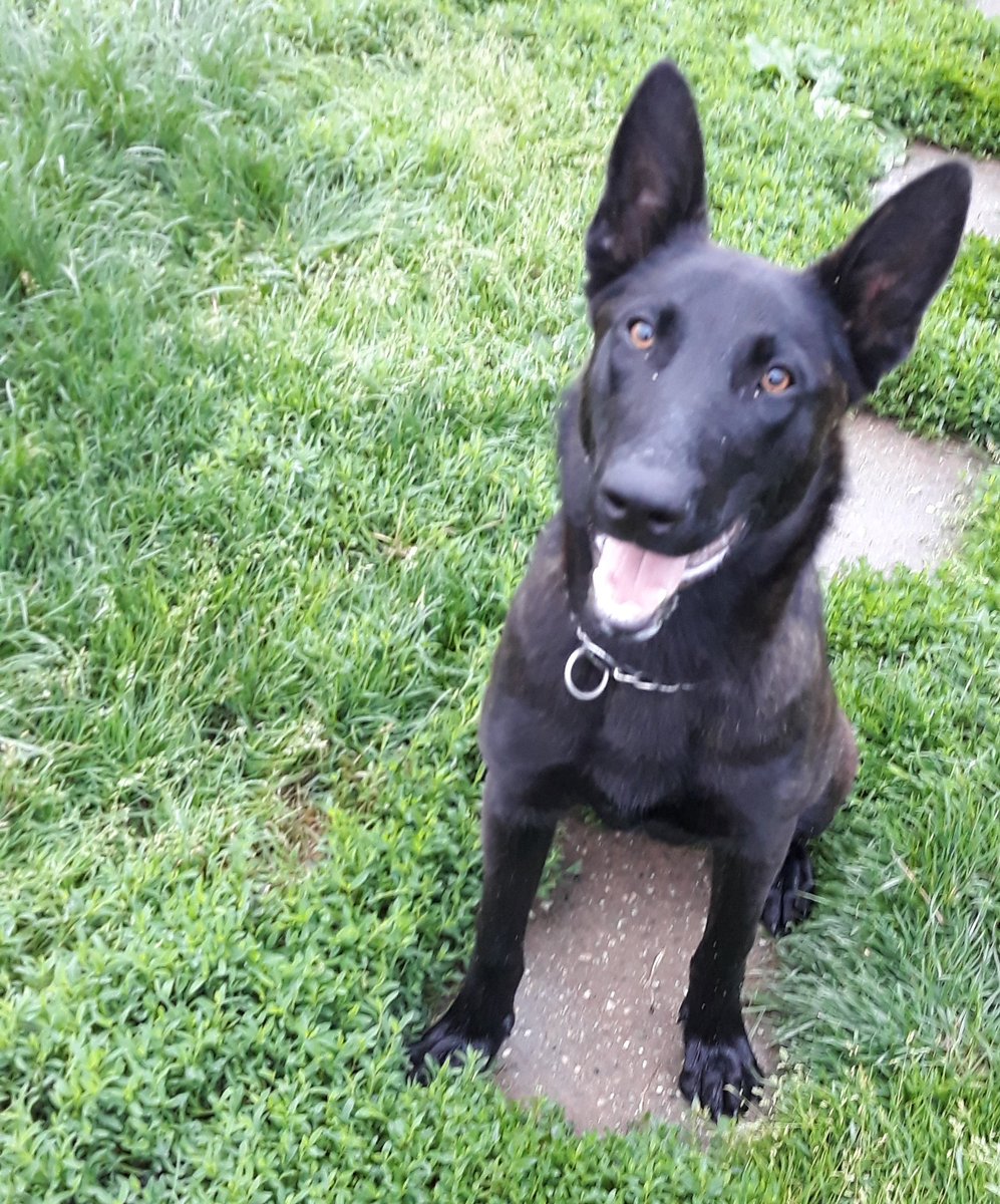 IvanMazar's tweet photo. New boy...
#hollandherder https://t.co/u2qNLxxkMt