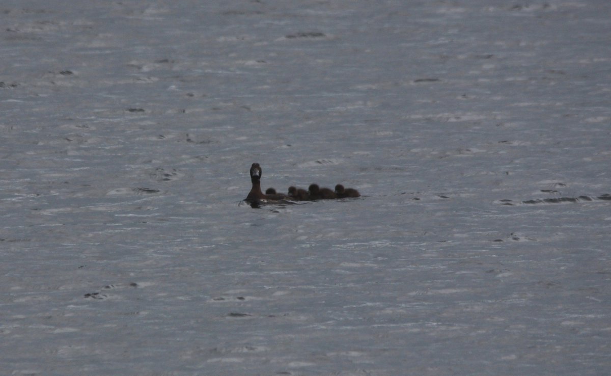 At Camp Lane Pits this morning was the leucistic Red-Crested Pochard still, the 2 Redshank young with an adult and a calling Cuckoo. At Wagon Wheel Lane Pits was a further Cuckoo seen in flight and a female Tufted Duck with 4 young @GrimleyBirding