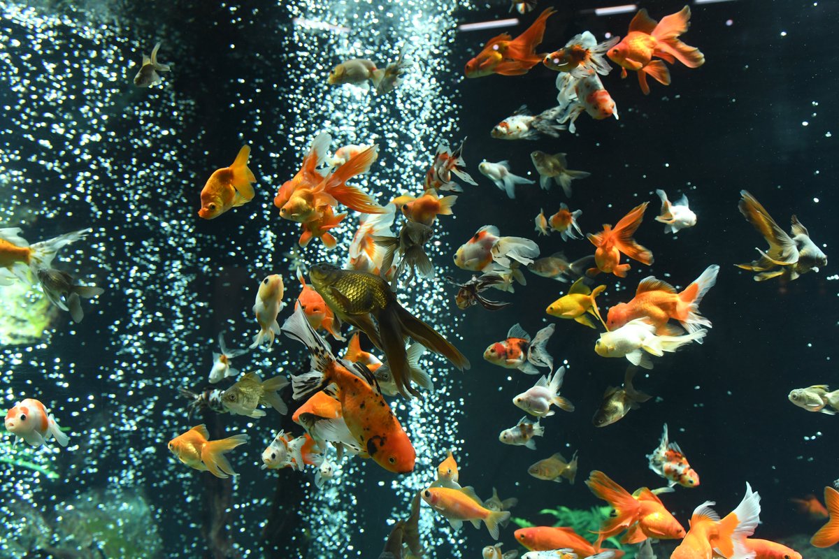 足立区生物園 A Twitter 金魚の大水槽で見つけた卵から無事に誕生したおよそ1300匹の金魚の稚魚をバックヤードで育てています 金魚の大水槽 には35種類以上の品種が入っているので どんな金魚になるのかまだ分かりません 成長が楽しみです 艸 足立区 生物園 足立区生物園 A Twitter 金魚の大水槽で見つけた卵から無事に誕生したおよそ1300匹の金魚の稚魚をバックヤードで育てています 金魚の大水槽 には35種類以上の品種が入っているので どんな金魚になるのかまだ分かりません 成長が楽しみです 艸 足立区 生物園