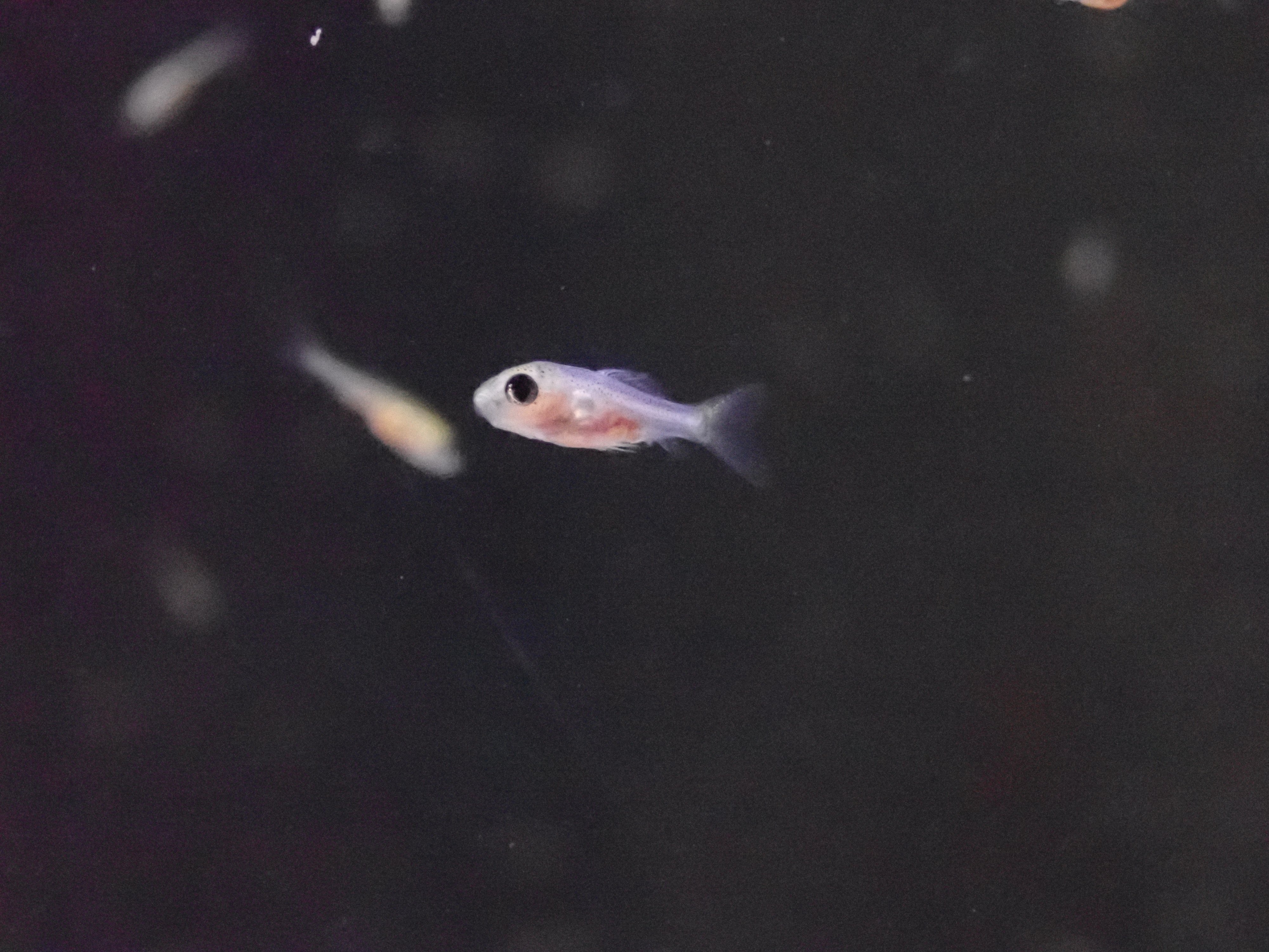 足立区生物園 Al Twitter 金魚の大水槽で見つけた卵から無事に誕生したおよそ1300匹の金魚の稚魚をバックヤードで育てています 金魚 の大水槽には35種類以上の品種が入っているので どんな金魚になるのかまだ分かりません 成長が楽しみです 艸 足立区 生物園