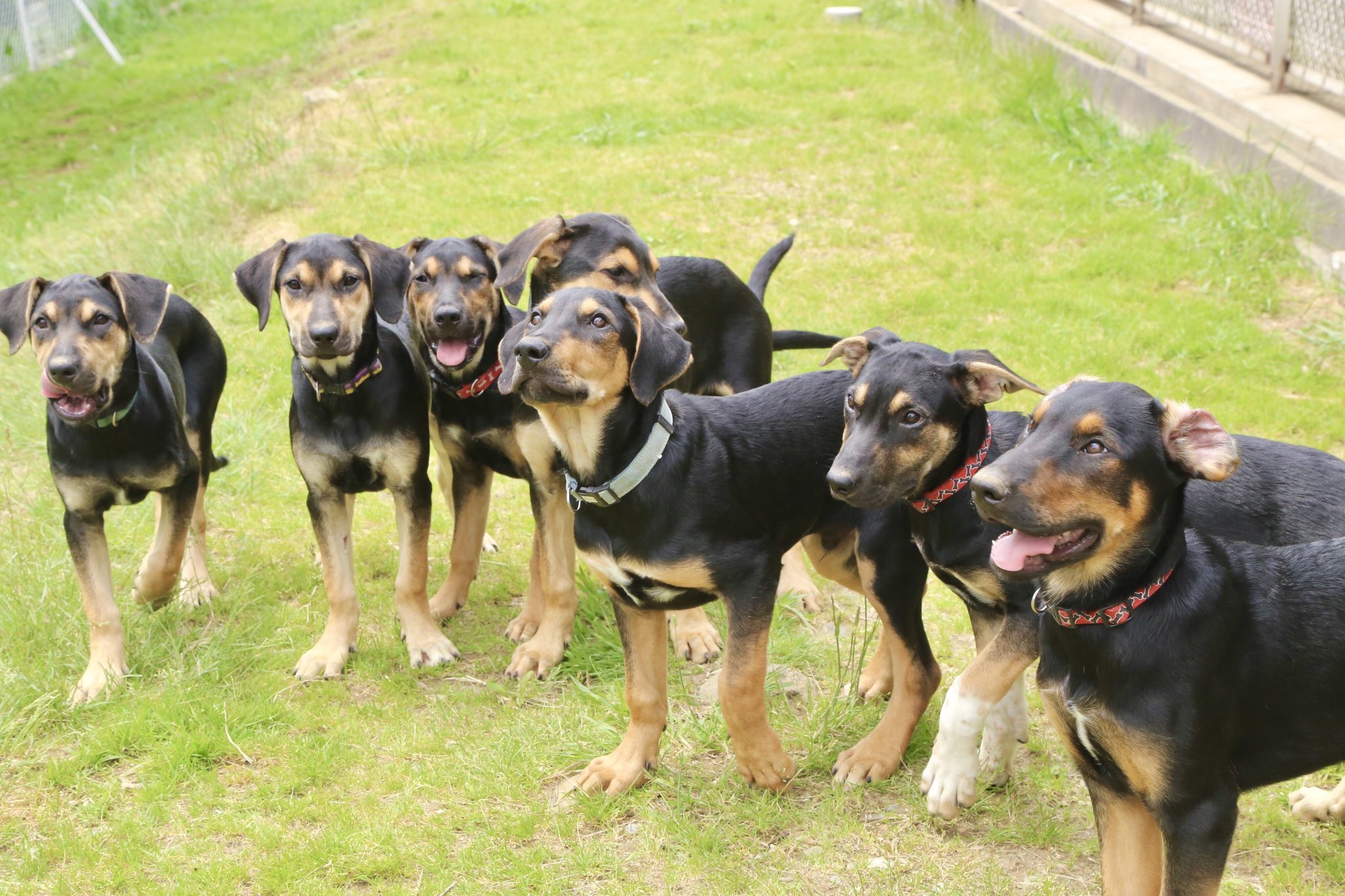 Nasu きらめきgirls タイミングが合えば ニュージーランドハンタウェイの子犬達に会えるかも 那須どうぶつ王国 ニュージーランドハンタウェイ Nasu きらめきgirls タイミングが合えば ニュージーランドハンタウェイの子犬達に会えるかも 那須どうぶつ王国 ニュージーランドハンタウェイ
