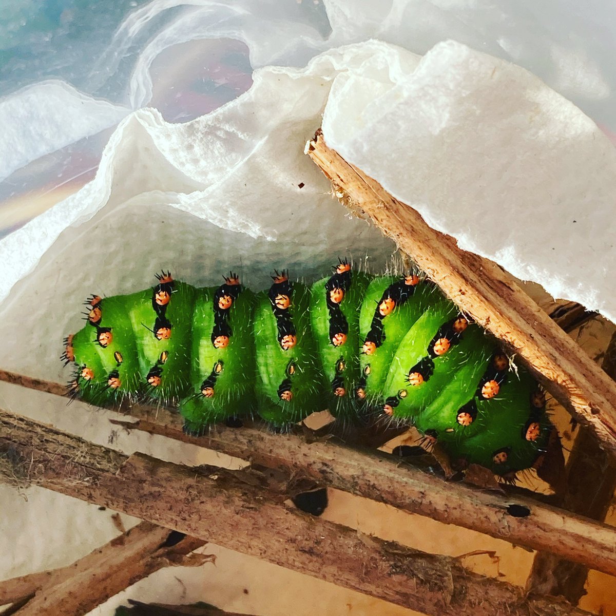 NicklasJansson3's tweet photo. The small emperor moth (Saturnia pavonia) larva has soon finished its cocoon construction. Can clearly see its a relative to the silk moth (Bombyx mori) using a similar type of thread when weaving. Slowly the protection chamber for the pupal part of life hide the larva. https://t.co/rxt1Yo10JM
