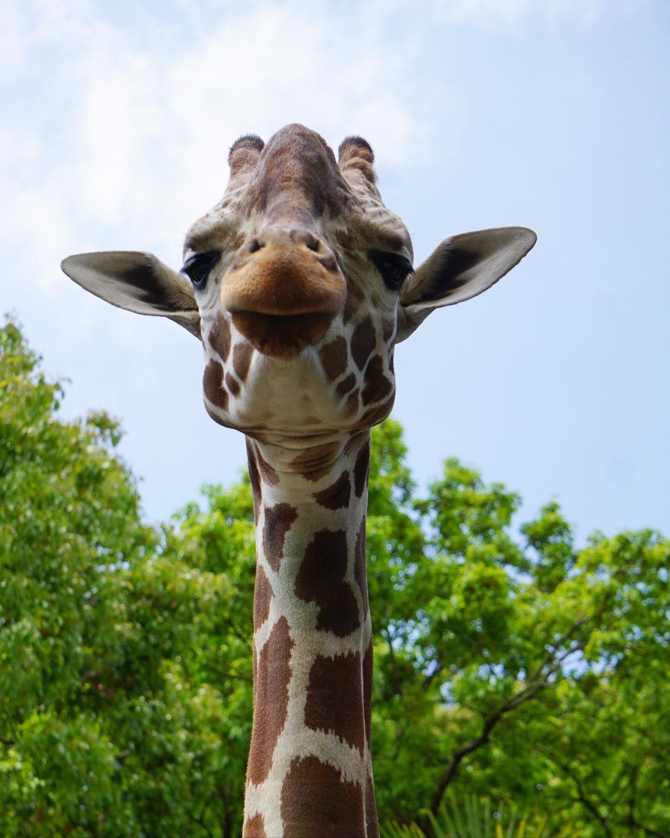 福岡市動物園 今日は 世界キリンの日 1年で最も昼が長い 夏至 でもある本日 首が長 い動物という繋がりで キリンの日とされています さらに父の日ですね 子キリンの名前募集でにぎわっていますが お父さんのジュラも立派なオスキリンに成長