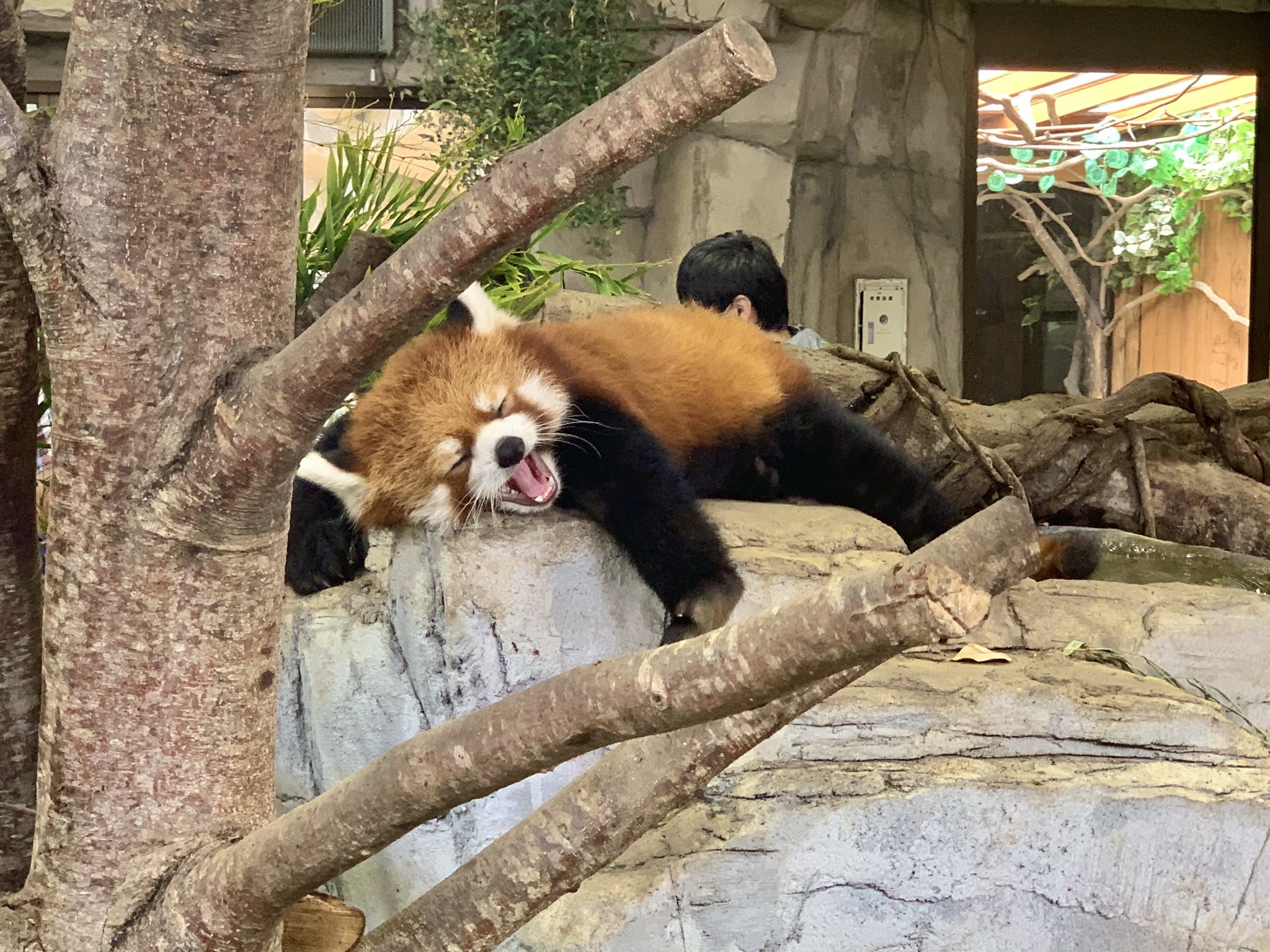 那須どうぶつ王国 マージ疲れた レッサーパンダ 那須どうぶつ王国 眠いだけ T Co V6plnihhxm Twitter
