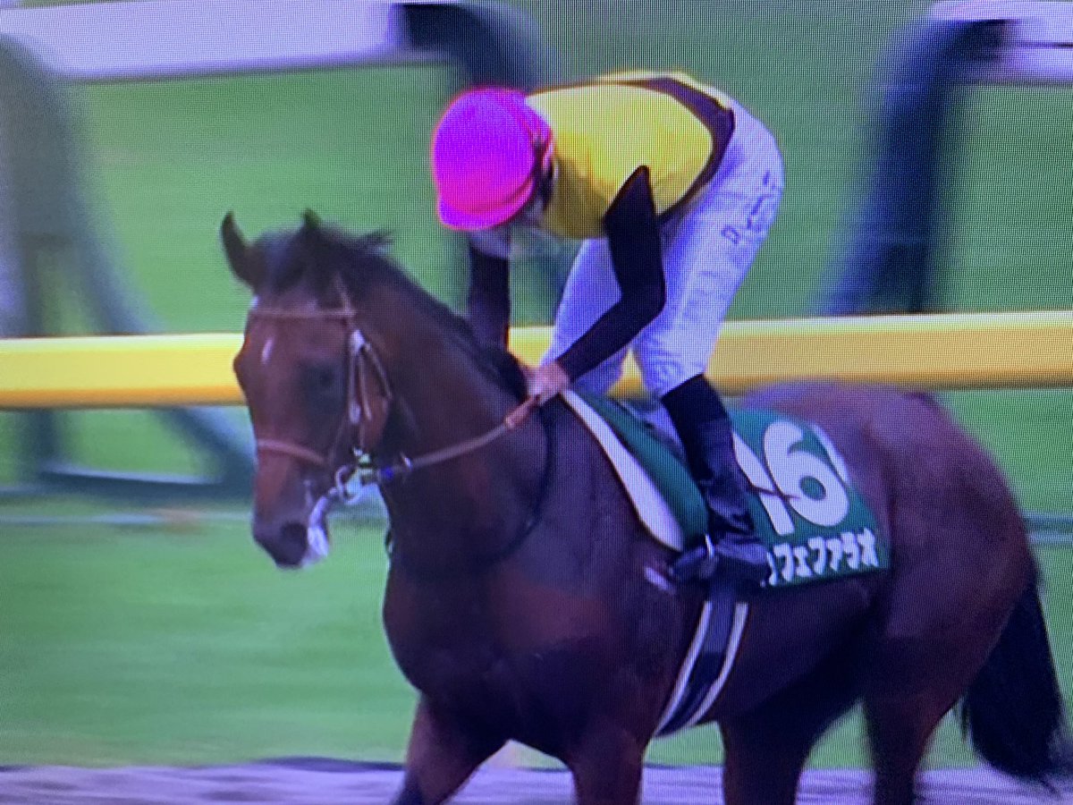 Ankoromochi2017 On Twitter ユニコーンs カフェファラオ強ぇぇぇ 楽勝じゃんか 速報上がり3f36秒5 ダートでこの上がりはかなり早い 父はアメリカクラシック3冠馬のamerican Pharoah 母方もヘイロー系でバリバリのアメリカン血統 重賞でかなりの着差を見せ付ける