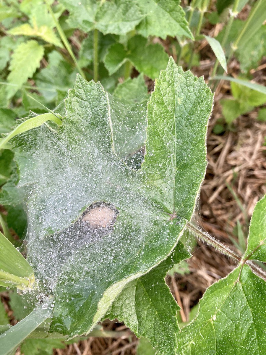WildAnglia's tweet photo. Happy Solstice one and all cloudy but beautiful day on the marshes so still and so quiet no traffic noise which reminded me of full lockdown! Super spiders nest don’t know the species Labirynth spider? Woofer was just full of trottin and sniffin even he felt the peace of the morn https://t.co/qXrMUpcPSW