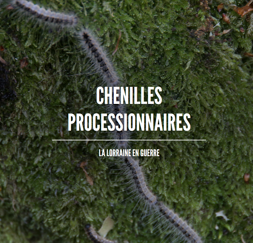 lestrepublicain's tweet image. 👉 Long format. Chenilles processionnaires : la Lorraine en guerre ! Leur pouvoir urticant gâche nos retrouvailles avec la nature et endommage la forêt. 
#longformat #lorraine #chenillesprocessionnaires #forêt
Notre dossier complet ▶️ bit.ly/3fG7jrZ