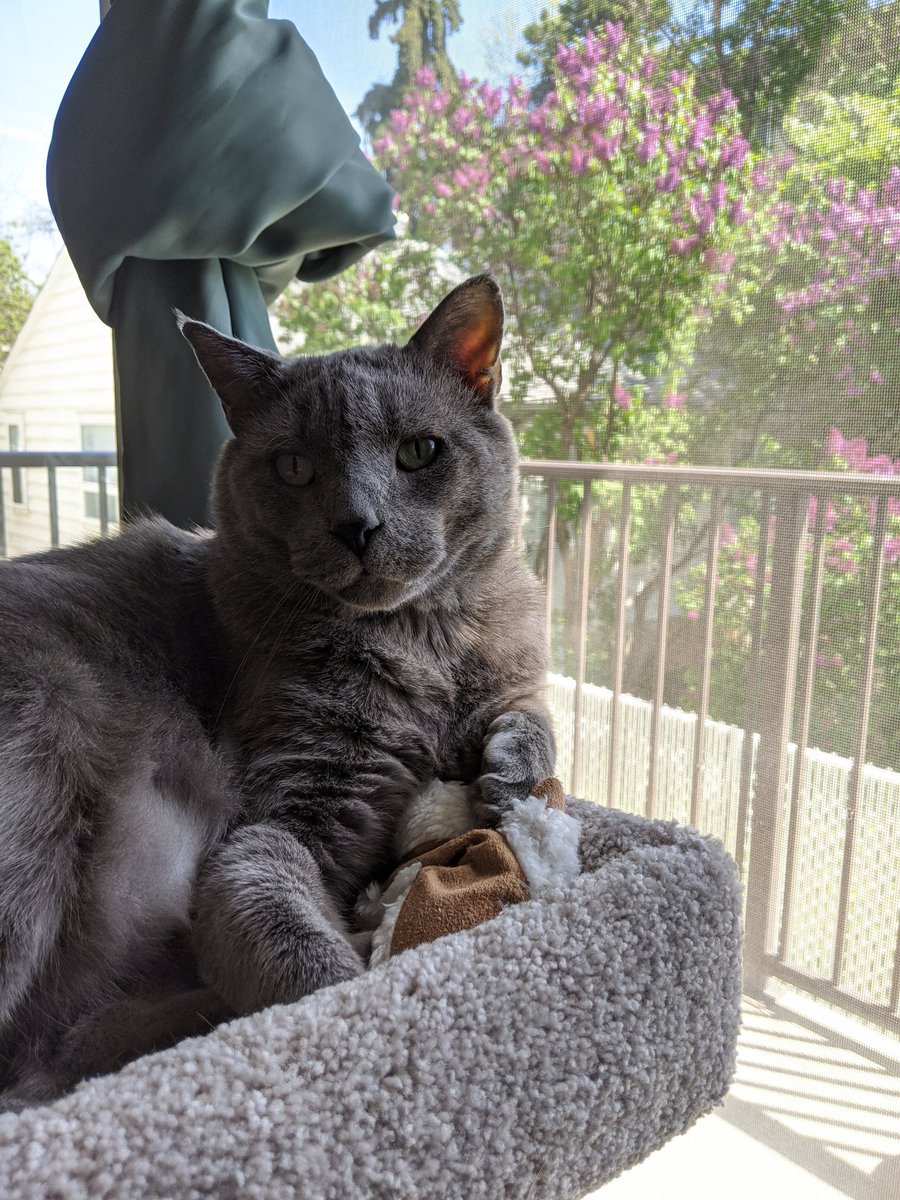 You're right, the world doesn't revolve around me. It revolves around my cat.