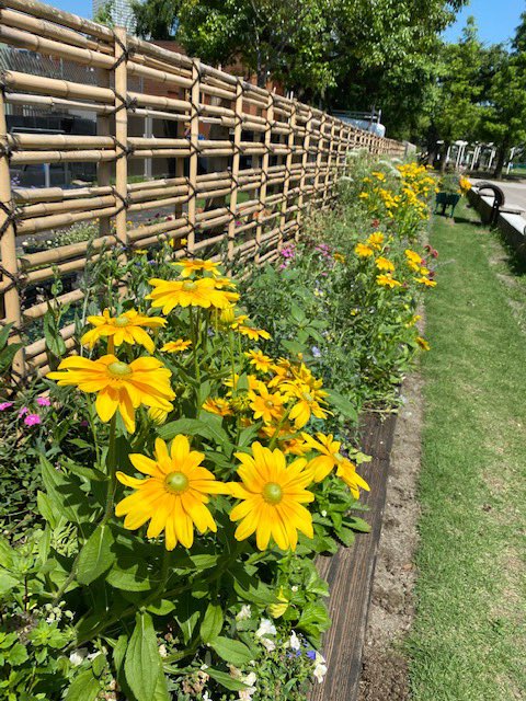 豊洲ぐるりパーク 6月の花とガーデンの様子をアップしました 昨日お配りした黄色のルドベキアは ルドベキア プレーリーサンでした 訂正致します こちらは種から育てています 赤軸のレースフラワーなど珍しいものも咲き始めました 春から夏へ