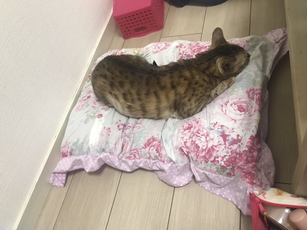 nukonukos2's tweet photo. 久々更新！
座る所取られた＼(^o^)／♡

#猫 #ベンガル #寝る子は育つ https://t.co/scwbJRuXLf