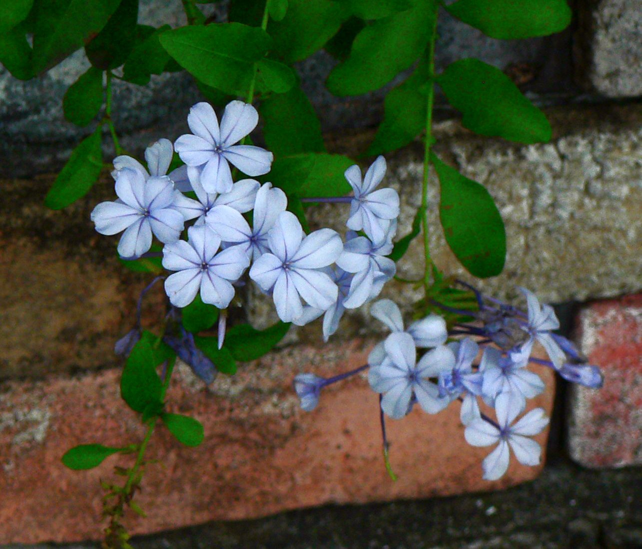 Twitter 上的 こころんグリーン 近所のお宅の庭に ジャスミンの花が咲いていました 薄いブルーの可愛らしい花が たくさん開いています これだけ 群れて咲いていると目立ちます ジャスミン 薄いブルー 園芸品種 初夏の花 初夏 園芸 ガーデニング 熊本市