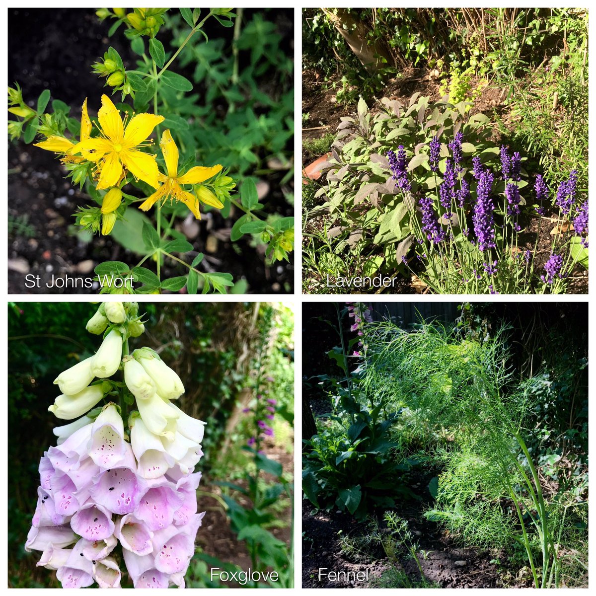 WhiteHartLiz's tweet image. Some of my herbs ... #wildflowerchild #herbwitch #herbgarden #wildflowergarden