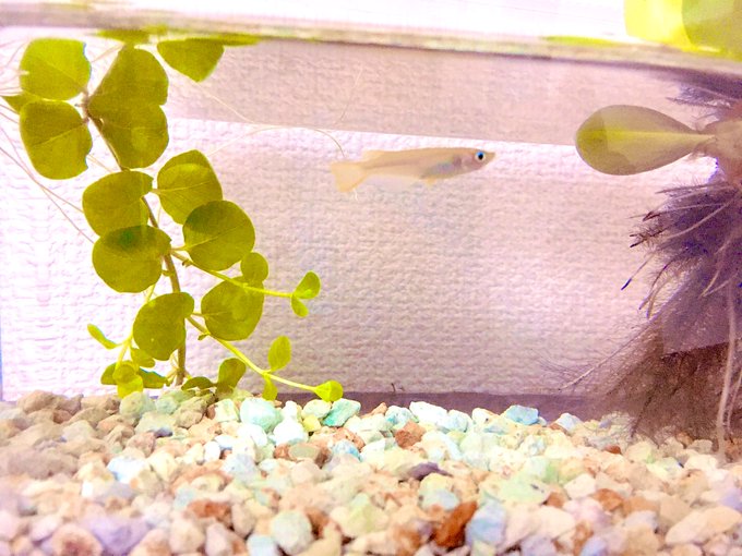 Twitterのコスプレ画像41