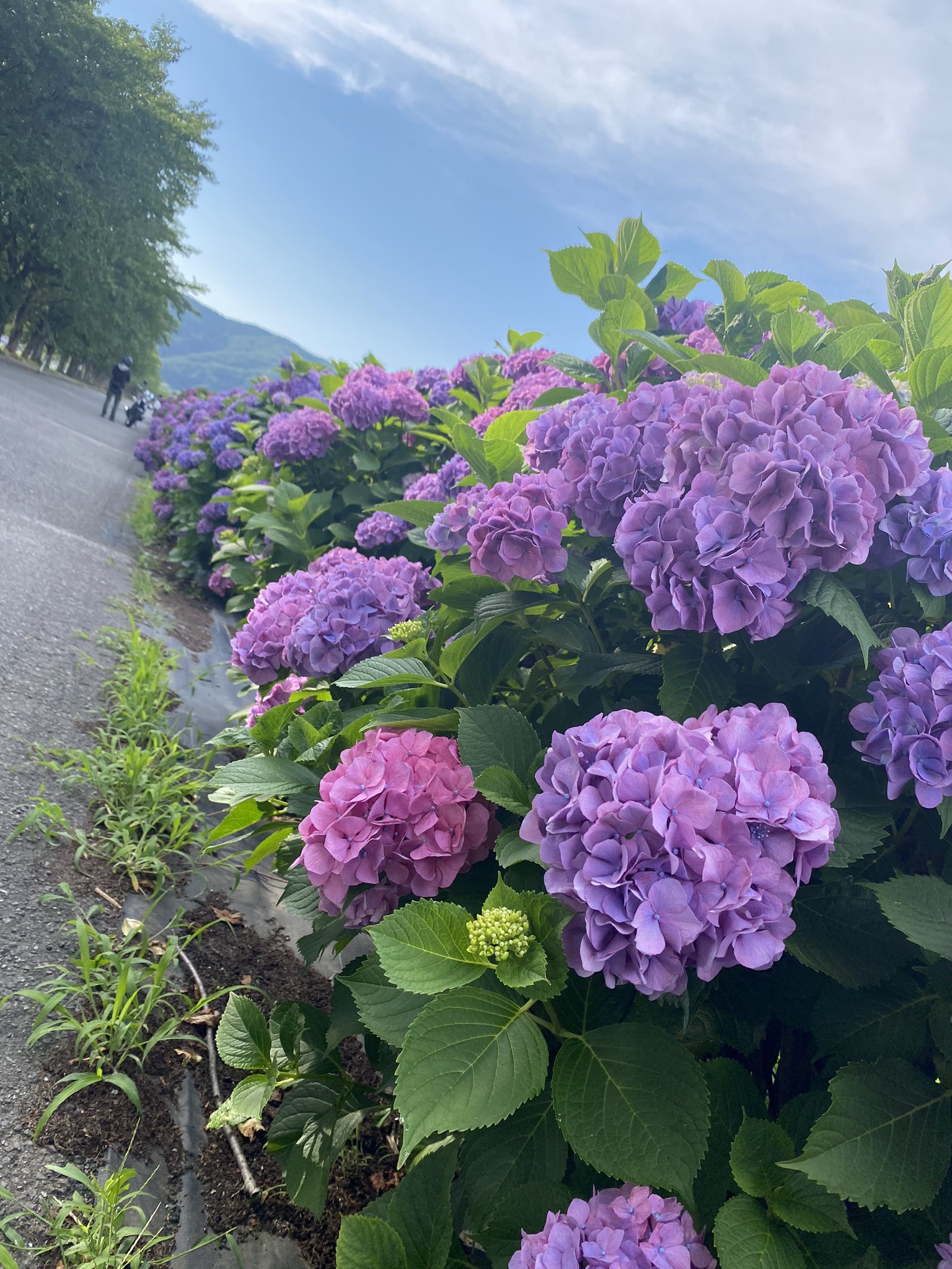 さくらいと Wakana あじさいロード 時間 16時半 場所 福井市狐橋 一言 川の道沿いには素敵な紫陽花 が咲き乱れていました あじさいを見ると梅雨だなと感じます 福井の表情 福井紫陽花 あじさい アジサイ 紫色 ドライブすると気持ちいい