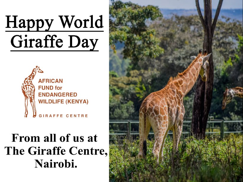 Afew K Giraffe Centre Kenya على تويتر Happy Worldgiraffeday From The Giraffe Centre Join Us In Celebrating These Icons By Sharing With Us A One Word Description Of A Giraffe Ilovegiraffes Worldgiraffeday