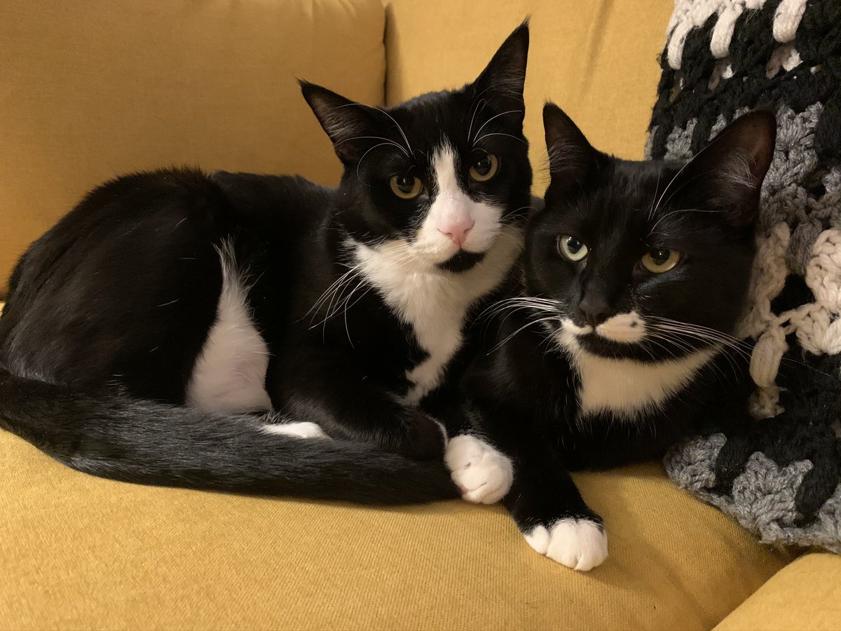 AmRamrod's tweet photo. @Justsydnyc Tuxies are the best babies 💕 https://t.co/pws2EjA5mh