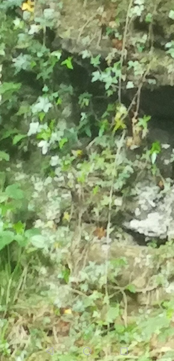 CowellRebecca's tweet photo. Took a walk without bins or camera 🙈 Fan tail, stout beak, supercilium &amp; very flighty. Warbler?? @britishbirds @NTBirdClub @AWBirder @hjimages #northumberland #waterfall #birds https://t.co/2soFl3Vyup