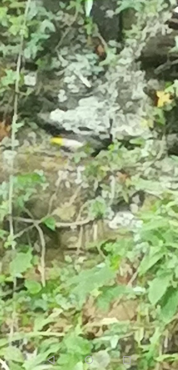 CowellRebecca's tweet photo. Took a walk without bins or camera 🙈 Fan tail, stout beak, supercilium &amp; very flighty. Warbler?? @britishbirds @NTBirdClub @AWBirder @hjimages #northumberland #waterfall #birds https://t.co/2soFl3Vyup