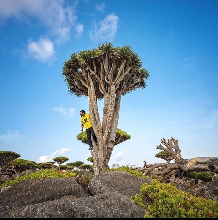 HumanRemains's tweet photo. Socotra Island is incredibly and amazing place in the world 😍
#photography#landscape#Socotra island#travel Volga#beautiful view # https://t.co/v0Q7uZvBMG