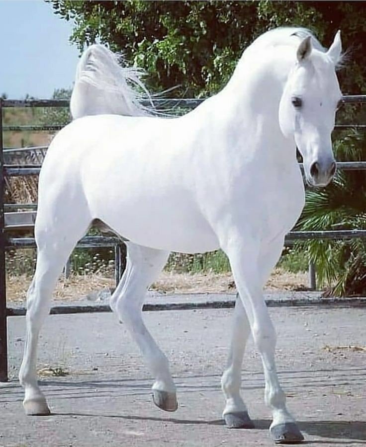 White Horsy Zayn