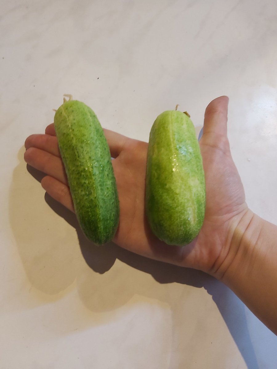 First cucumbers! 😍👍

#cucumbers #growyourown #countrylife #growingvegetables #growingcucumbers