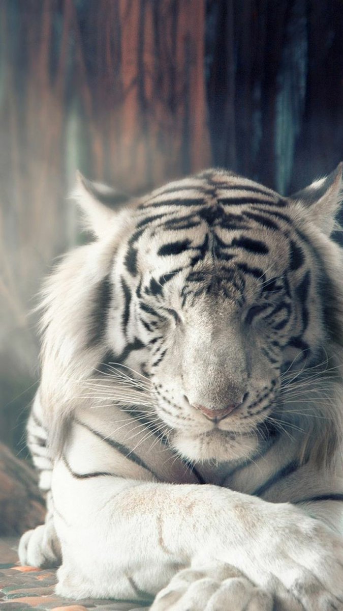 Zayn The White Tiger