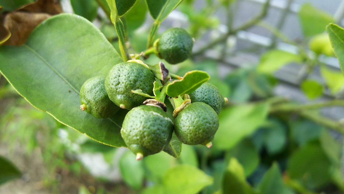 夏蜜柑