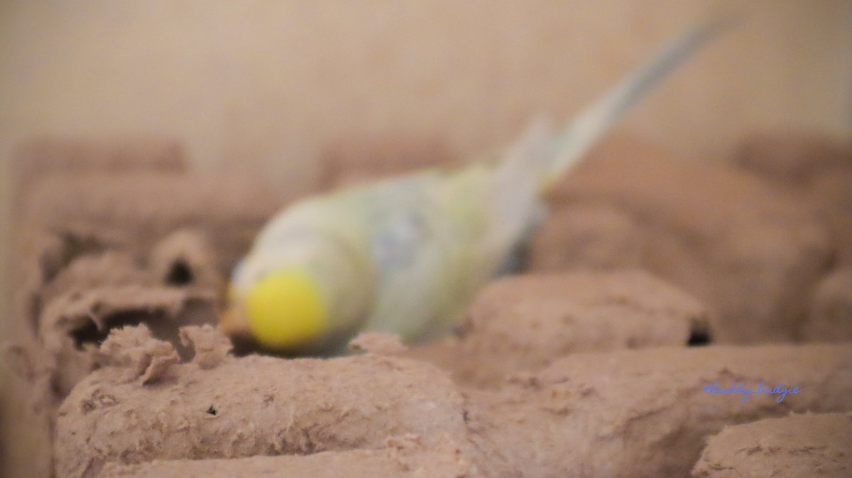 That's how this termite works😳😳😳🙈🙈🙈

#buddy_budgie #simba_bird #budgielife #running #pocket_pets #albinobudgie