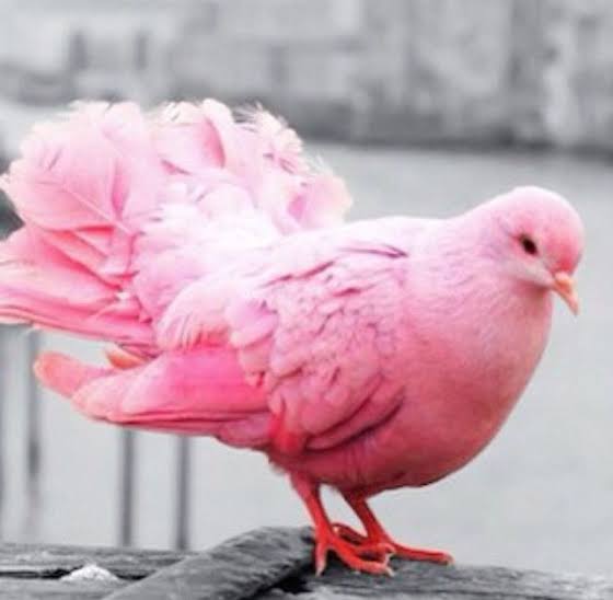 Zayn Pink Pigeon