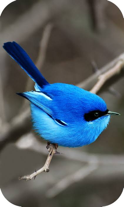 Blue Zayn flycatcher