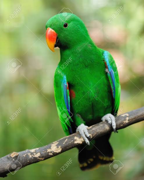 Green Parrot Zayn